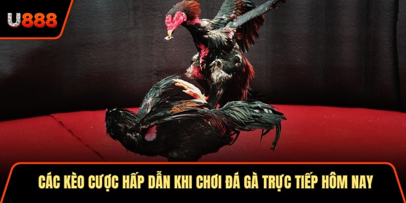 Các kèo cược hấp dẫn khi chơi đá gà trực tiếp