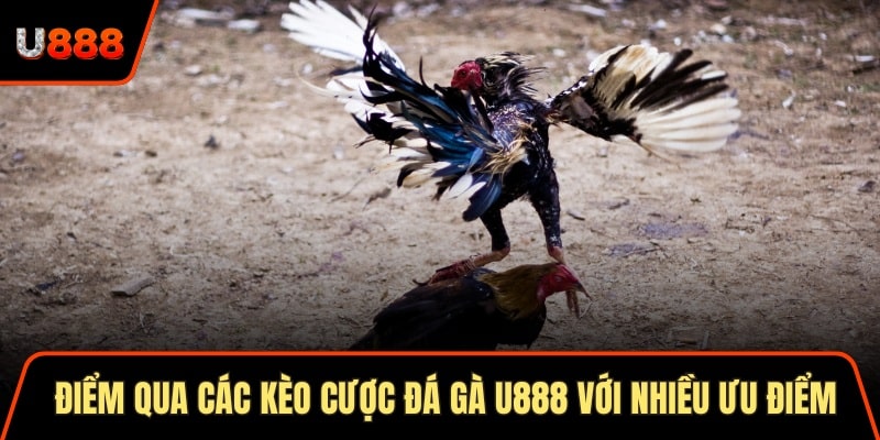 Điểm qua các kèo cược đá gà U888 với nhiều ưu điểm