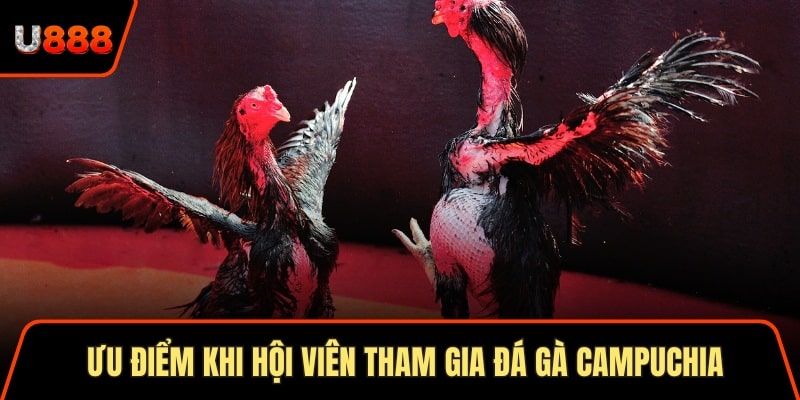 Ưu điểm khi hội viên tham gia đá gà campuchia